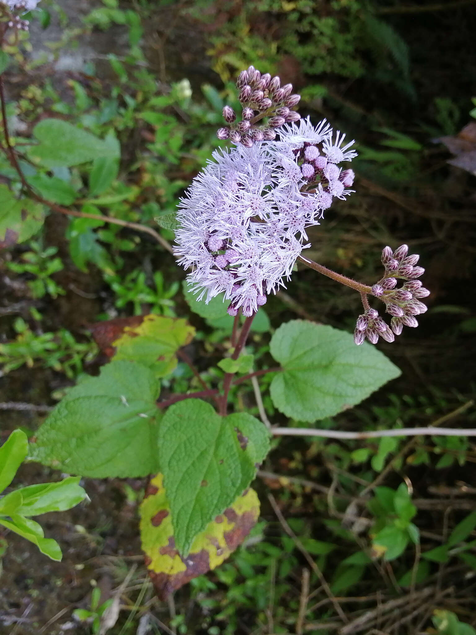 Image of Aristeguietia lamiifolia (Kunth) R. King & H. Rob.