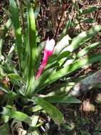 Image of Aechmea bromeliifolia (Rudge) Baker ex Benth. & Hook. fil.