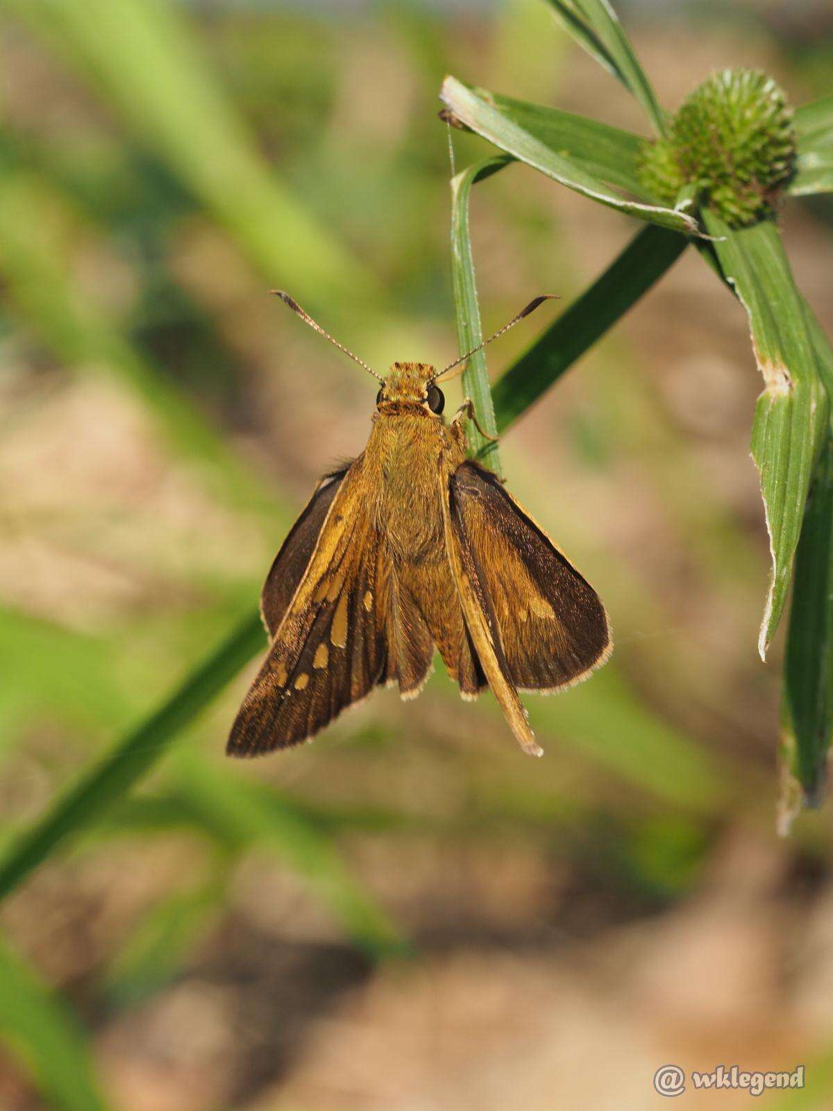 Слика од Polytremis lubricans Herrich-Schäffer 1869