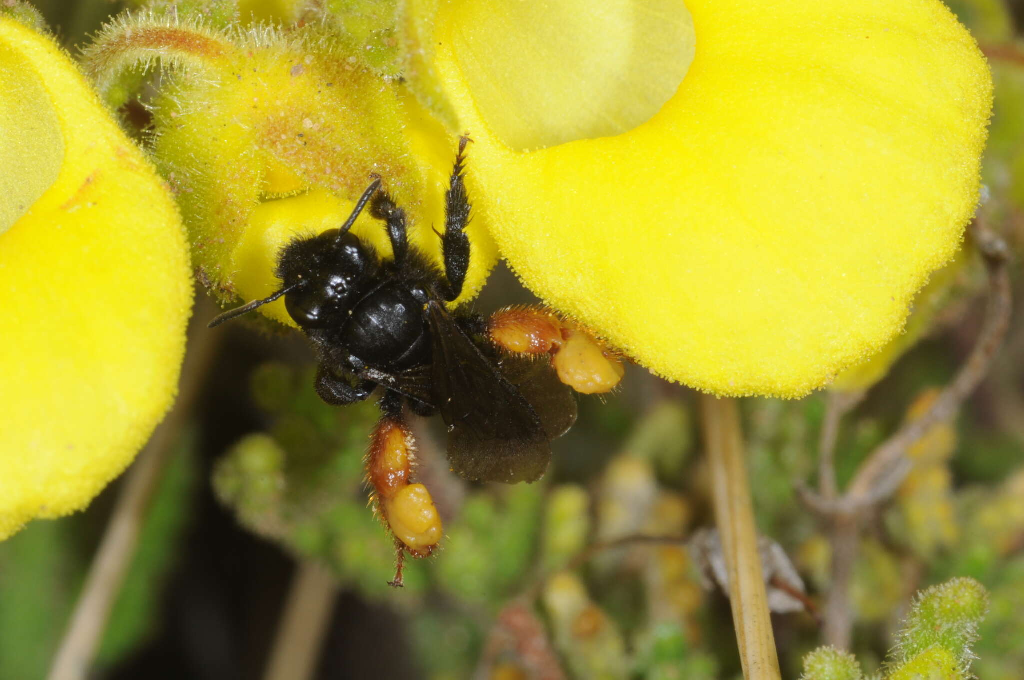 Image de Chalepogenus rufipes Roig-Alsina 1999