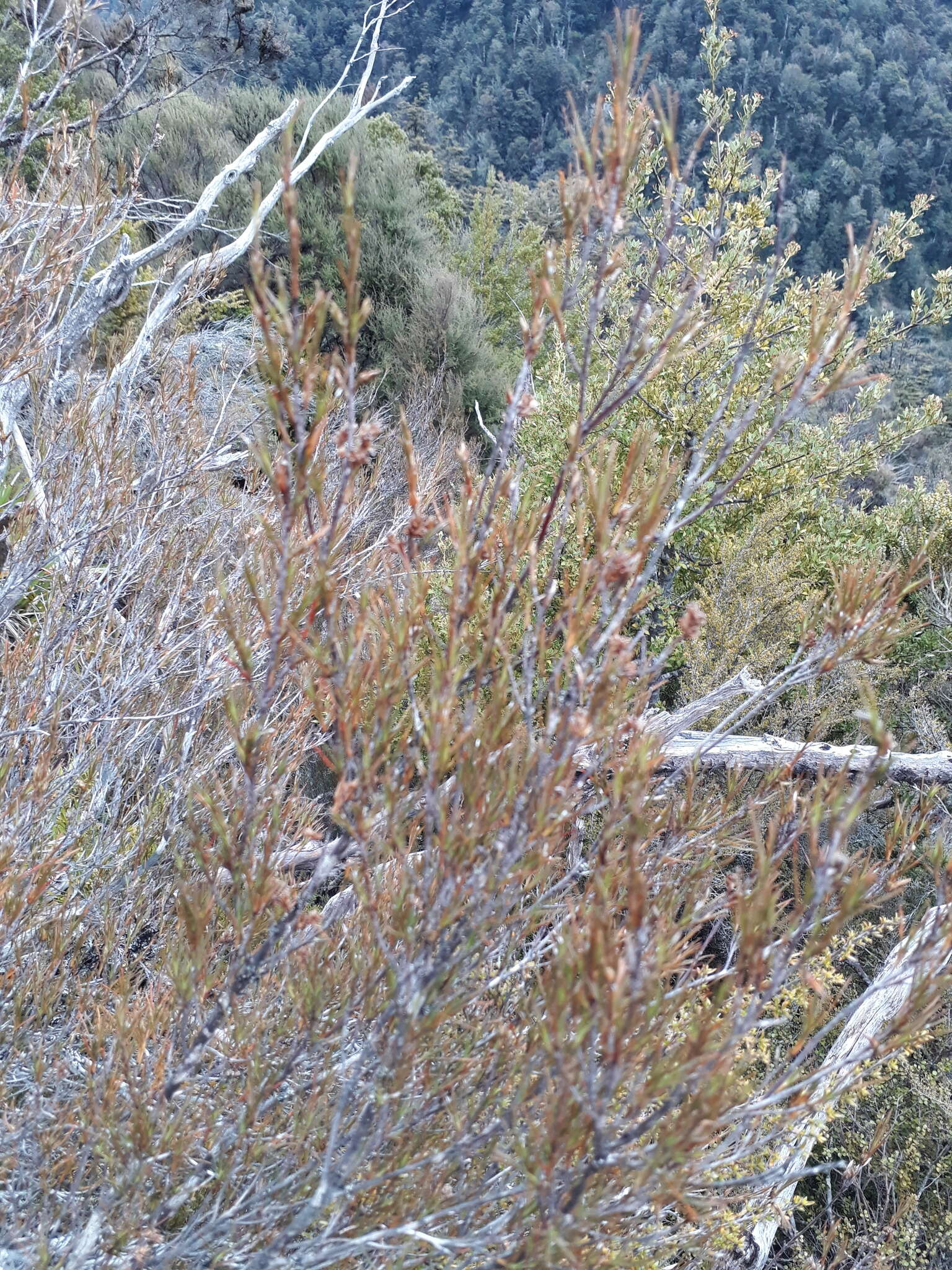 Image of Dracophyllum subulatum Hook. fil.