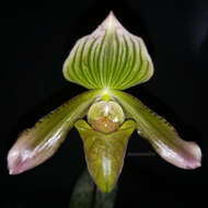 Слика од Paphiopedilum javanicum (Reinw. ex Lindl.) Pfitzer