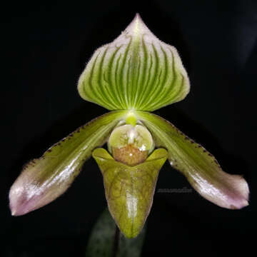 Image de Paphiopedilum javanicum (Reinw. ex Lindl.) Pfitzer