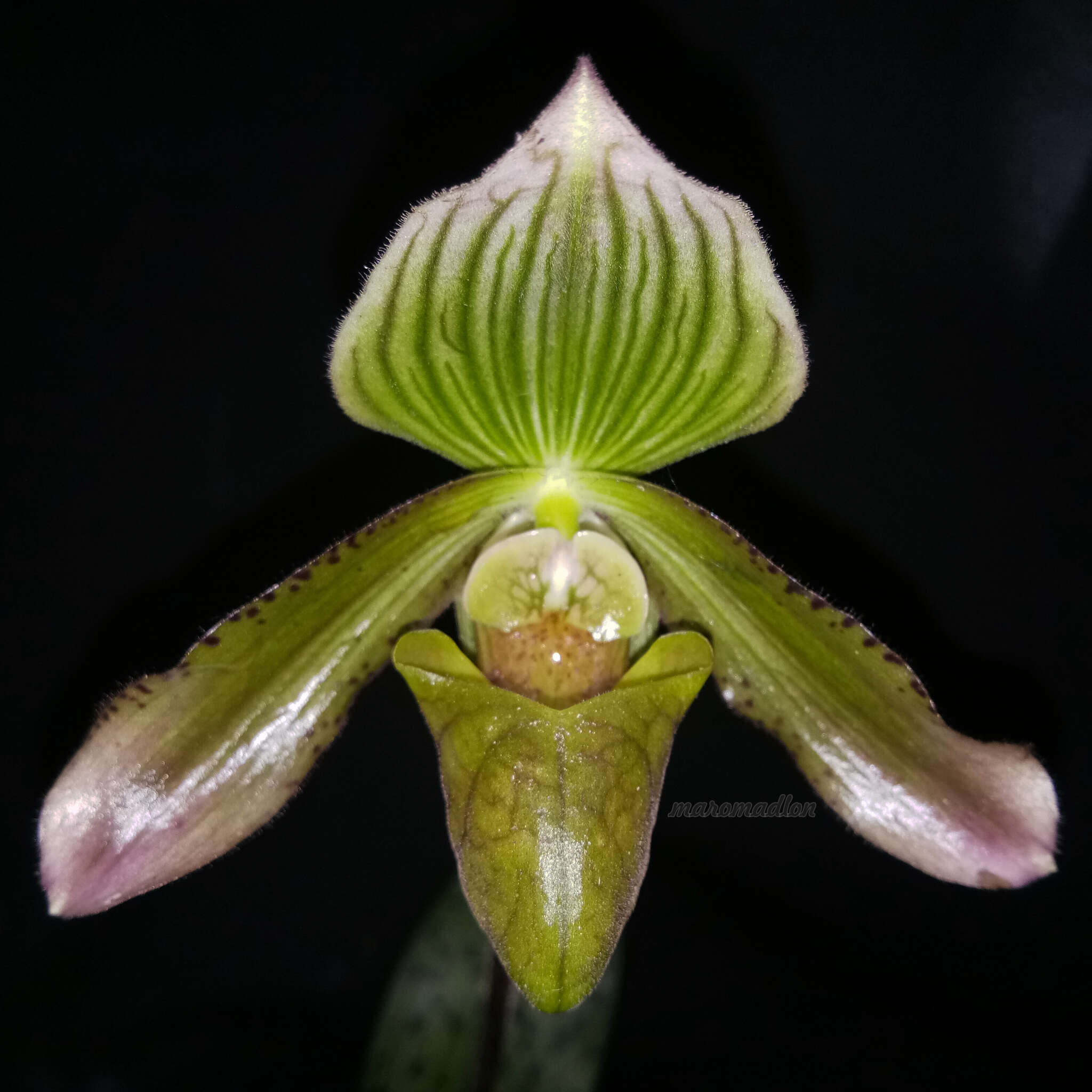 Слика од Paphiopedilum javanicum (Reinw. ex Lindl.) Pfitzer