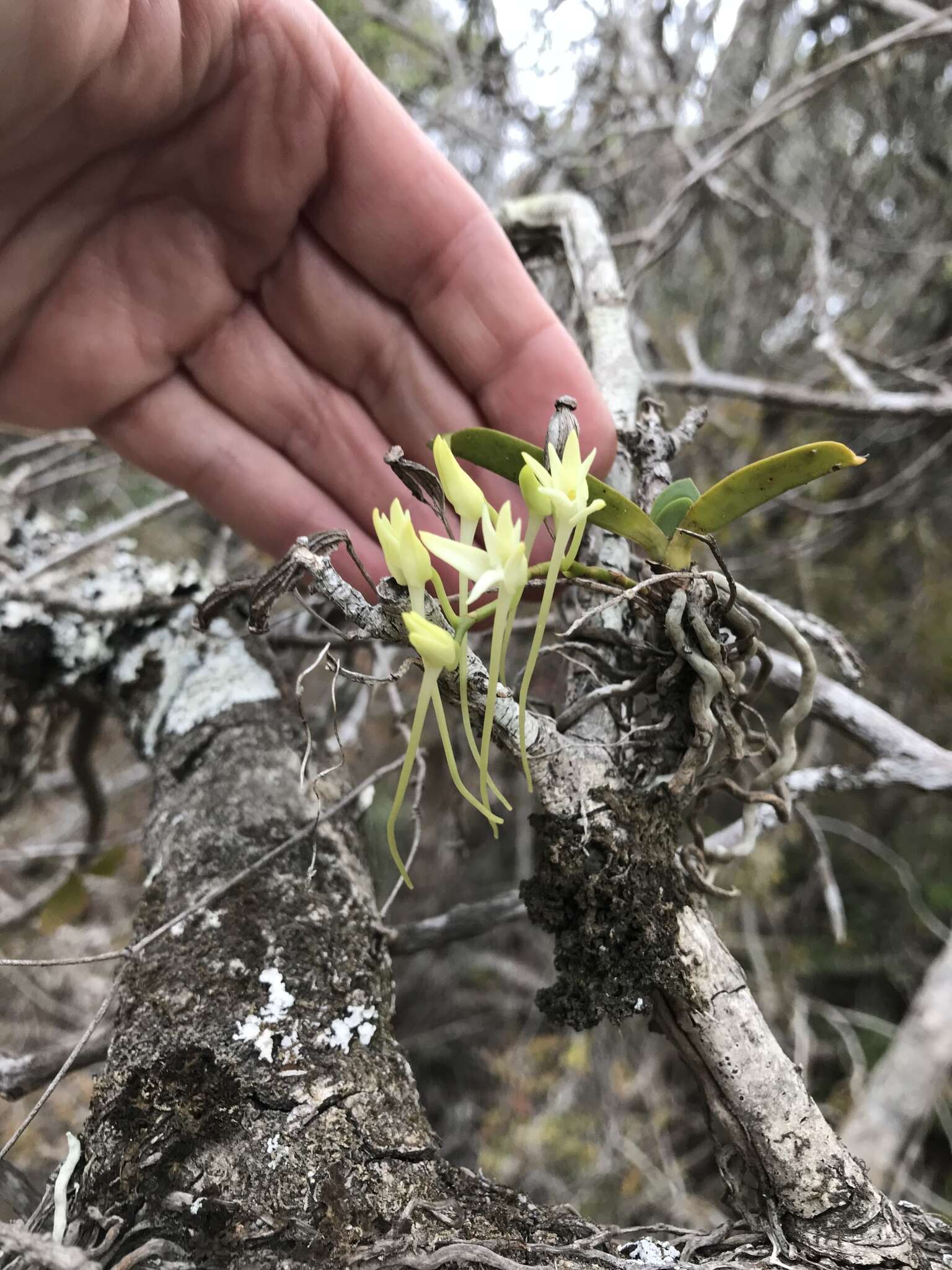 Mystacidium capense (L. fil.) Schltr. resmi