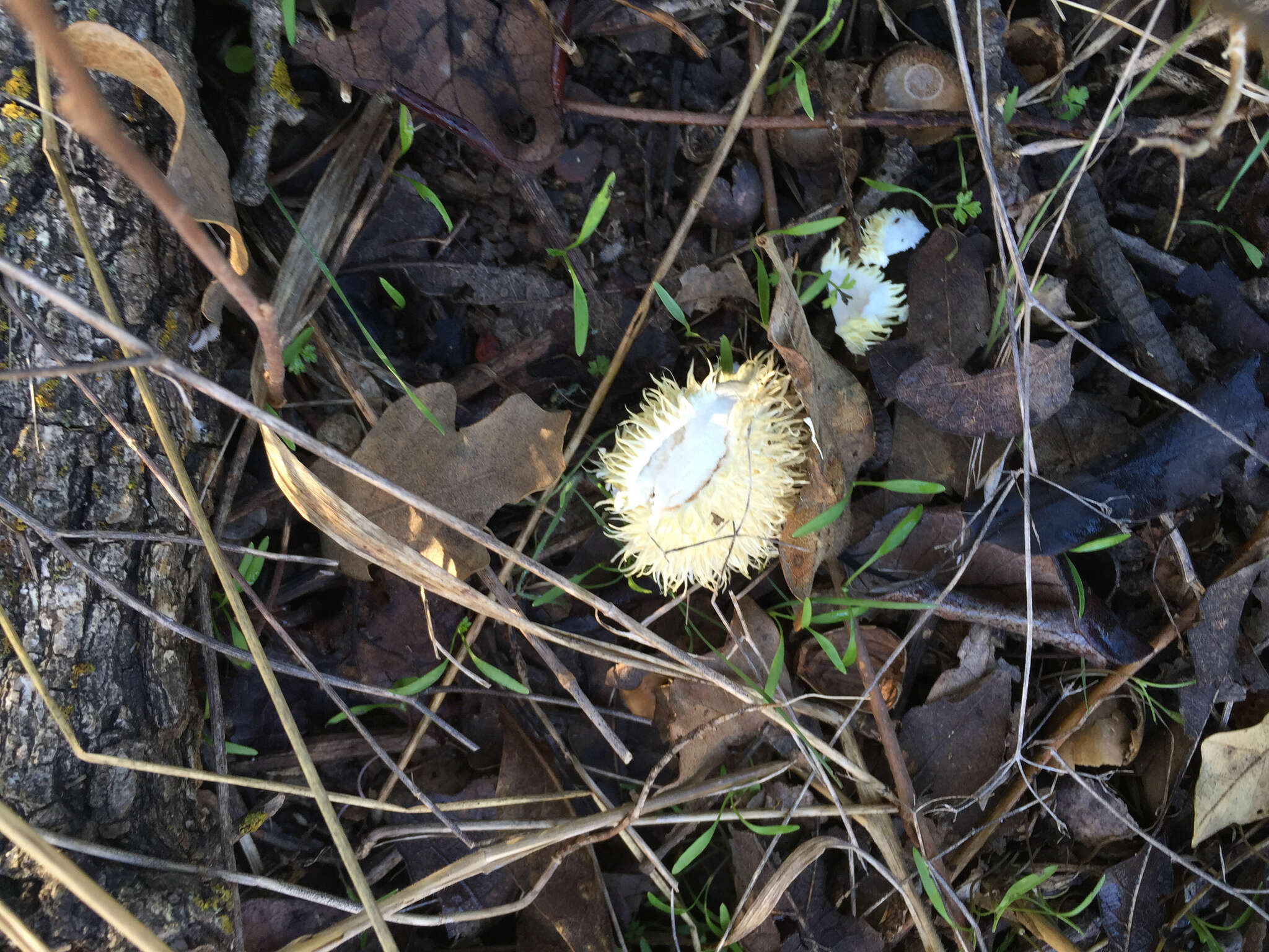 Image of Lycoperdon echinatum Pers. 1794