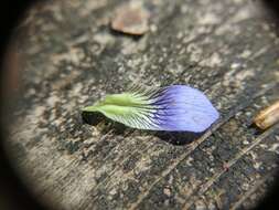 Image of common blue violet