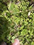 Image de Acalypha chamaedrifolia (Lam.) Müll. Arg.