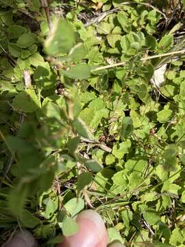 Imagem de Acalypha chamaedrifolia (Lam.) Müll. Arg.