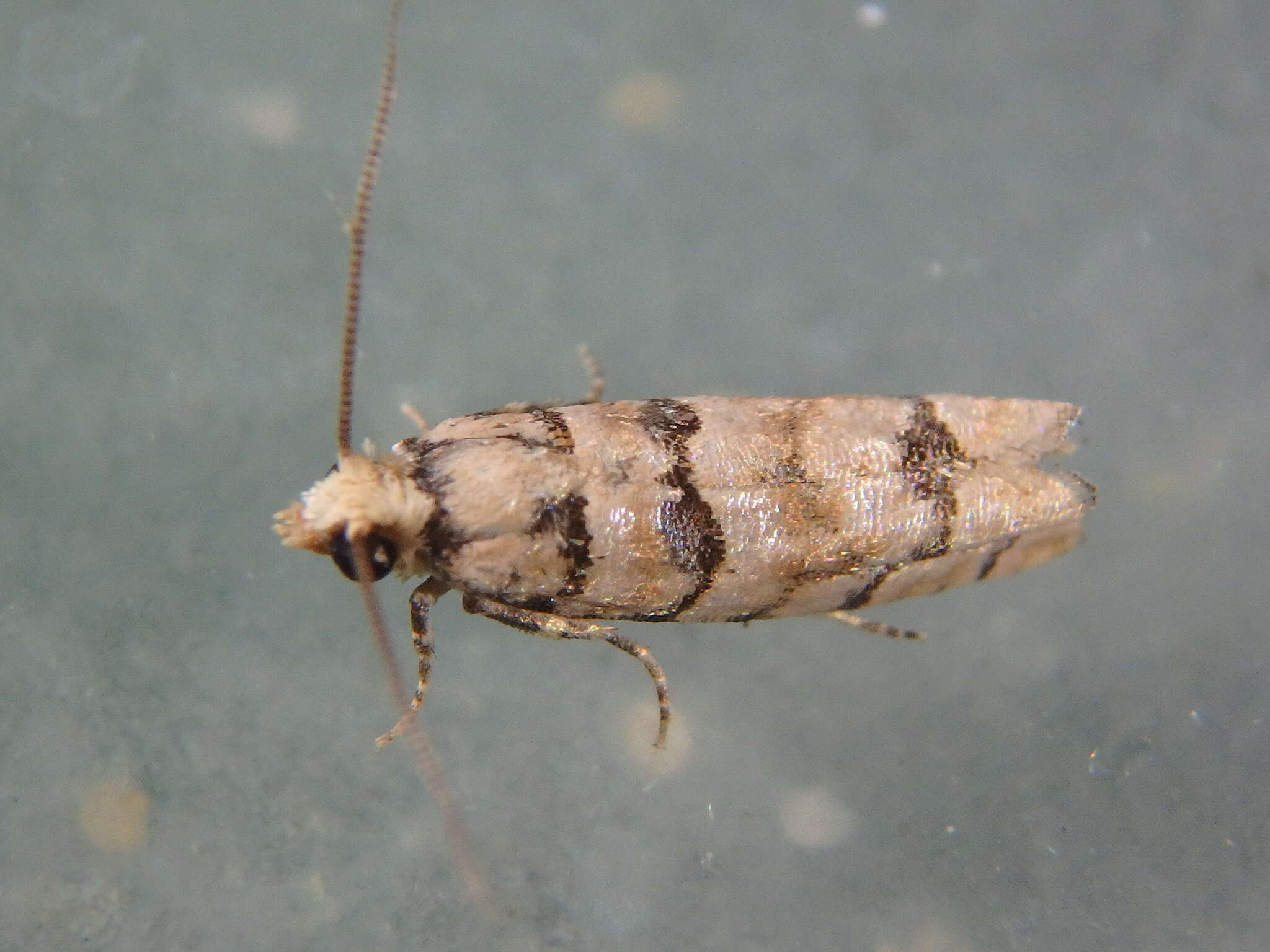 Image of Blastesthia tessulatana