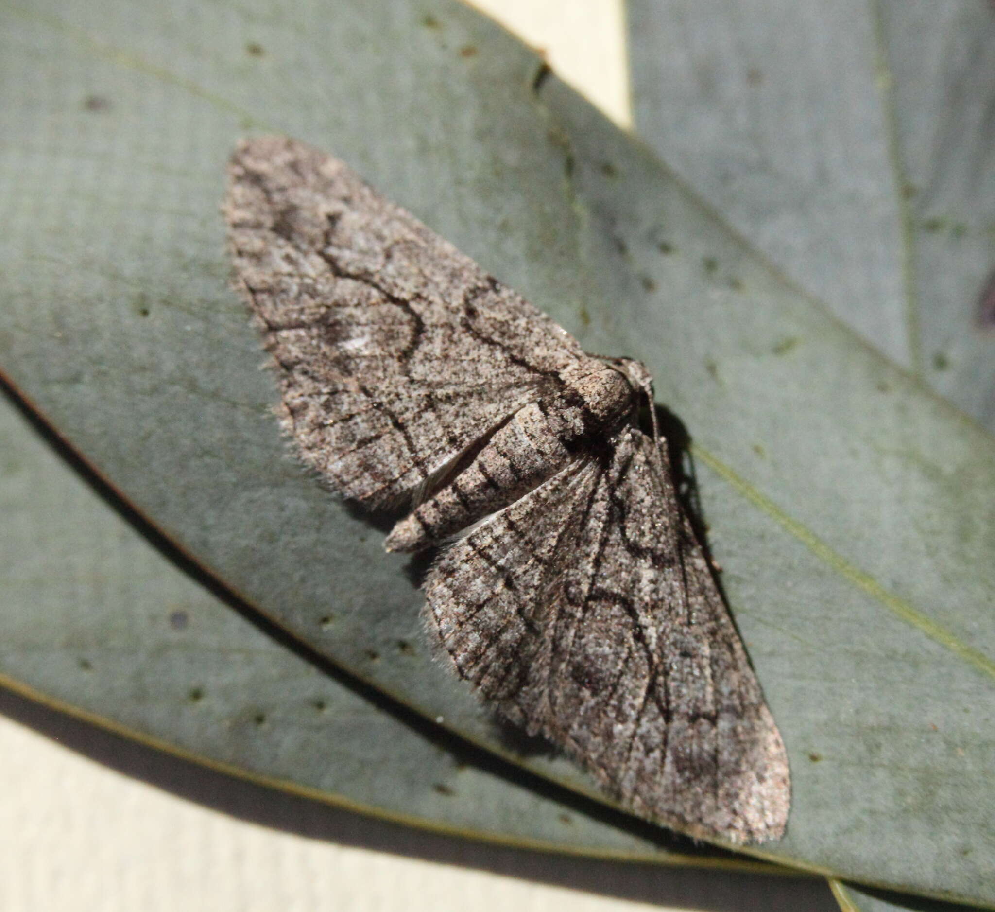 Image of Ectropis plectroneura Lower 1900