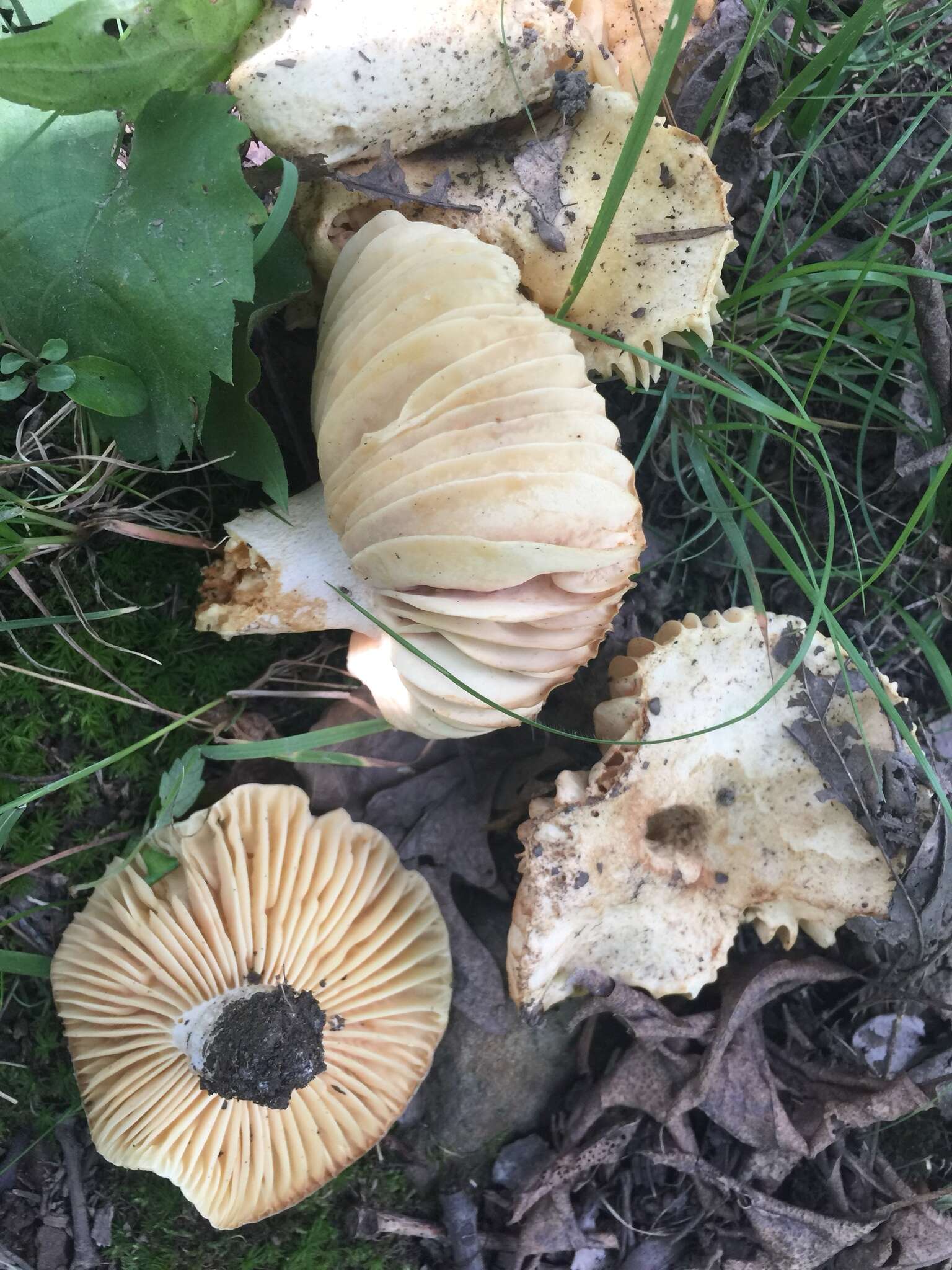 Image of Russula earlei Peck 1904