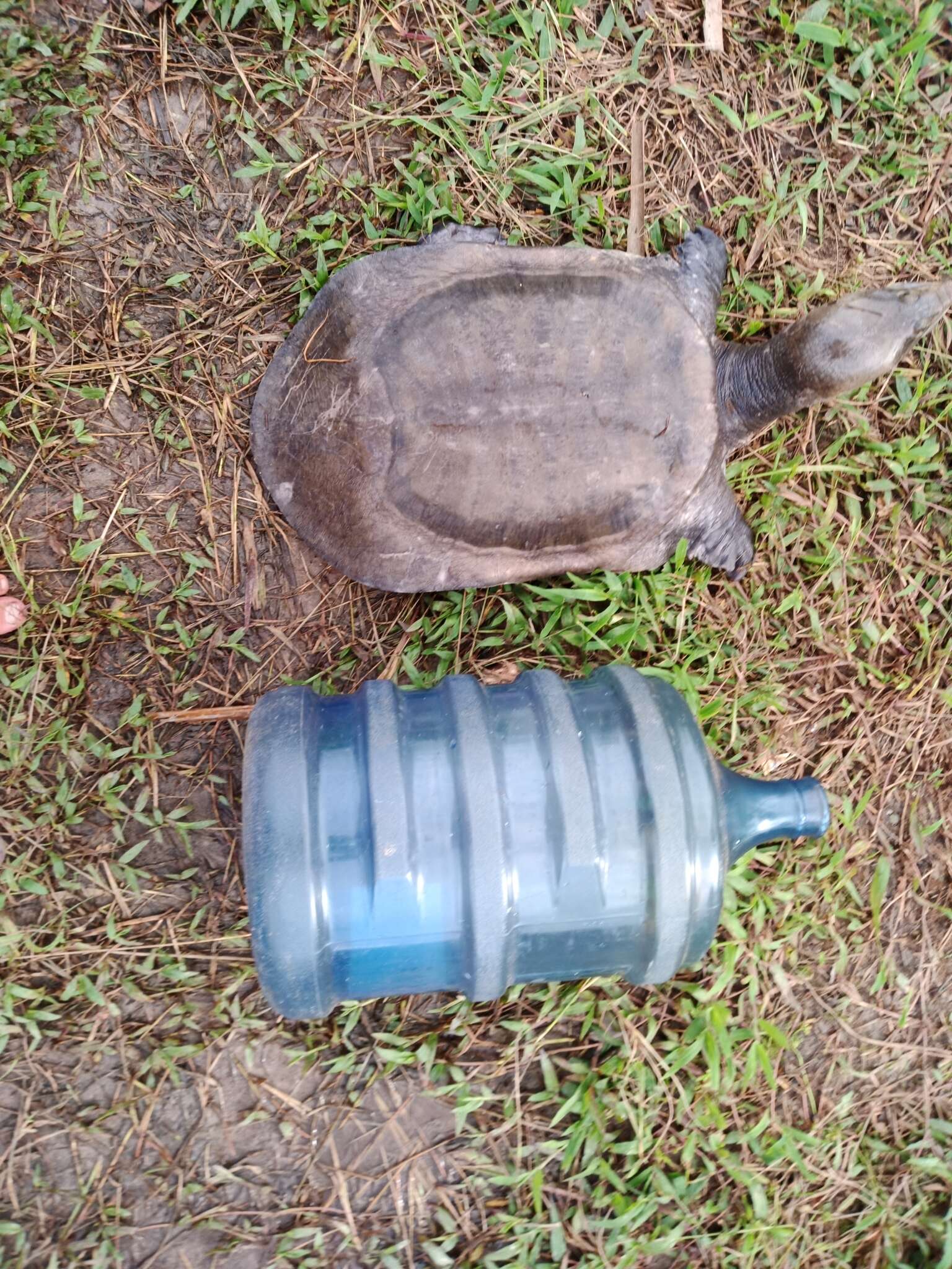 Image of Asiatic Softshell Turtle