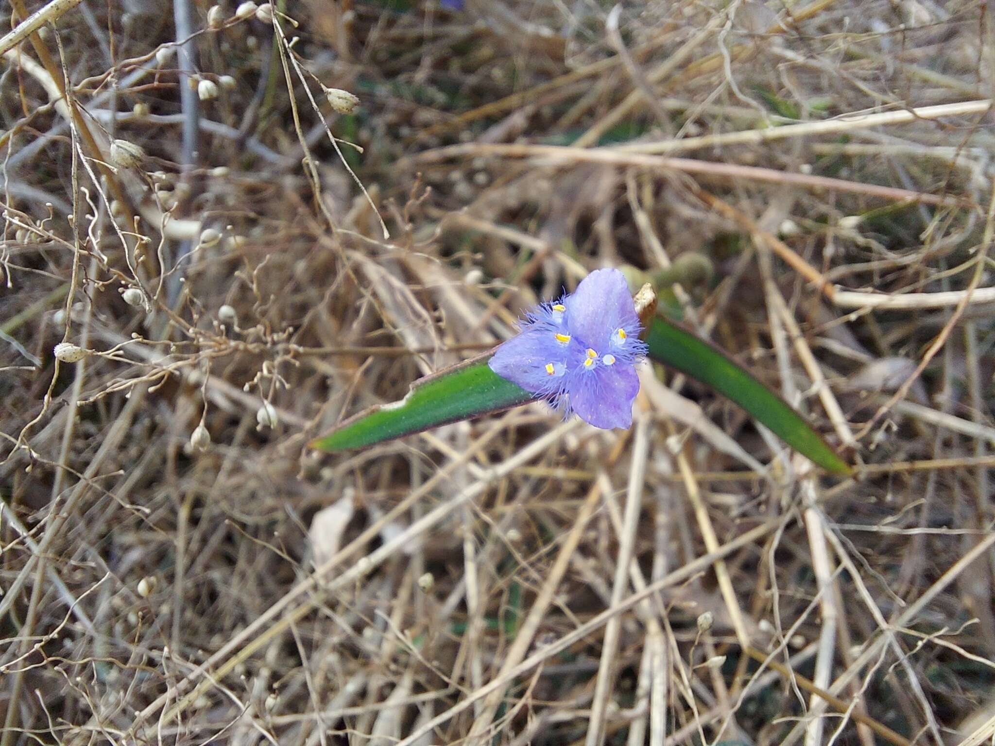 鞘苞花的圖片