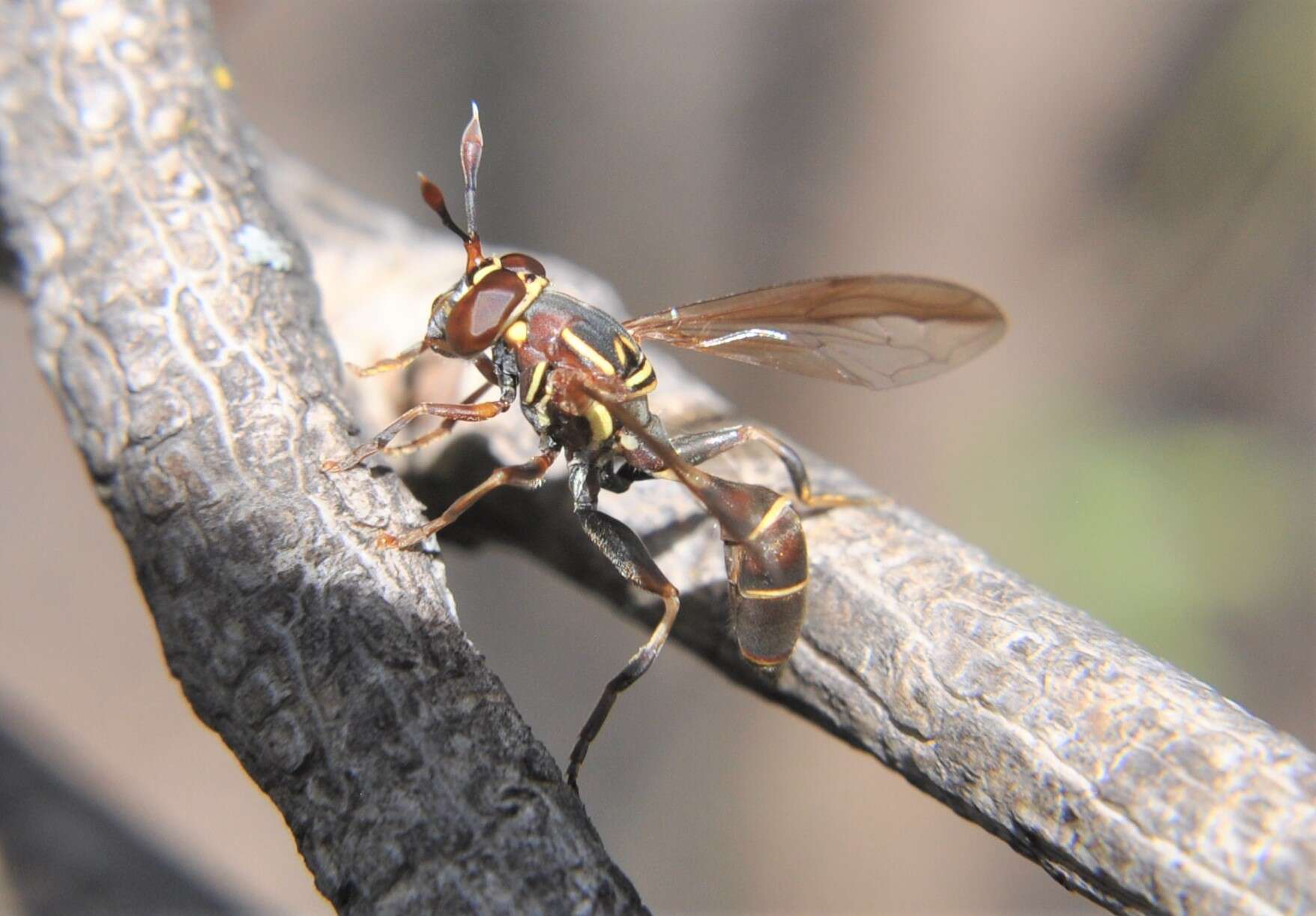 Image of Polybiomyia schnablei (Williston 1892)