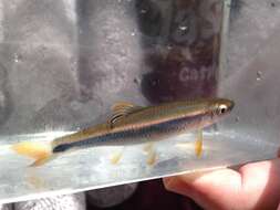 Image of Tricolor Shiner