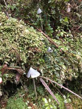 Image of Entoloma canoconicum E. Horak 1976