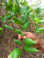 Image of Ziziphus rugosa Lam.