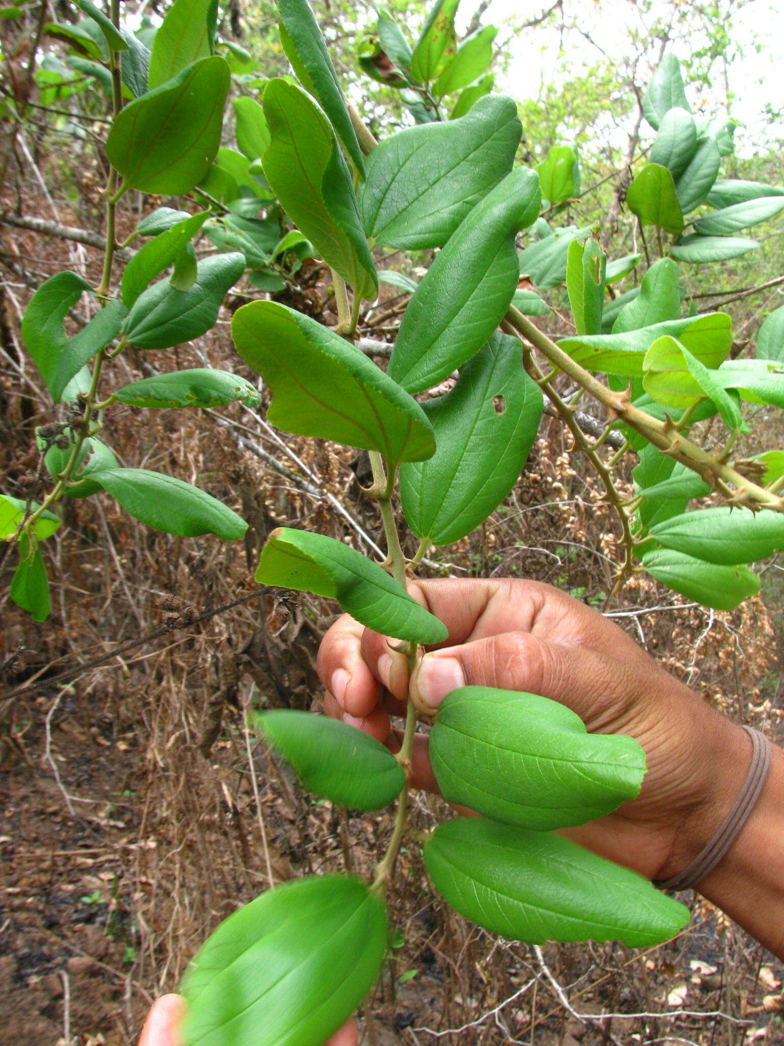 Ziziphus rugosa Lam. resmi