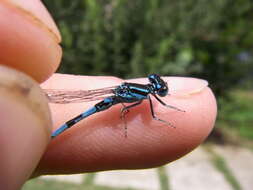 Image of Southern Damselfly