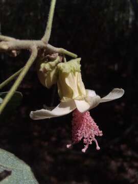 Image of Hibiscus macrogonus Baill.