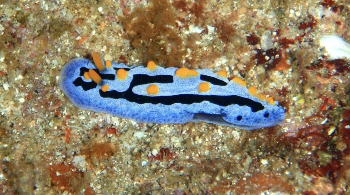 Image of Lumpy black blue orange slug