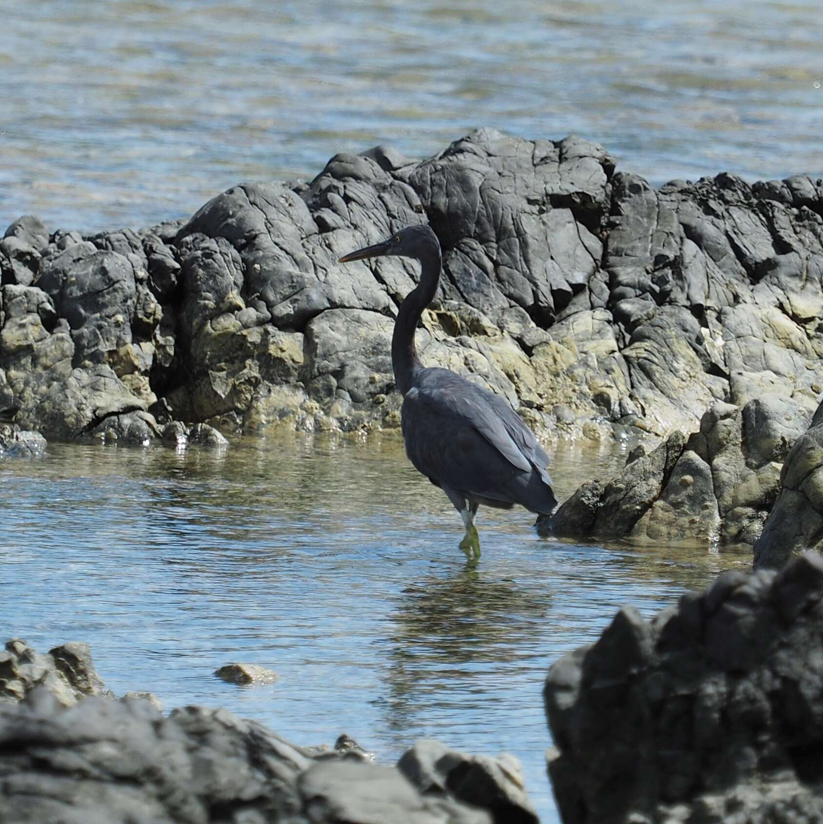 Egretta sacra albolineata (Gray & GR 1859)的圖片