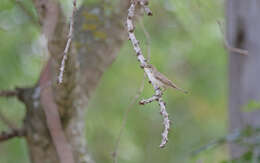 Image of Western Olivaceous Warbler