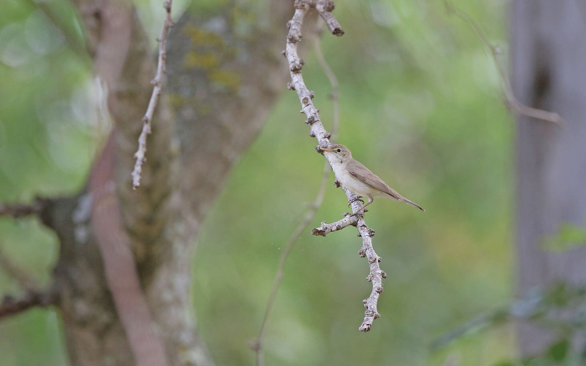 Image of Western Olivaceous Warbler