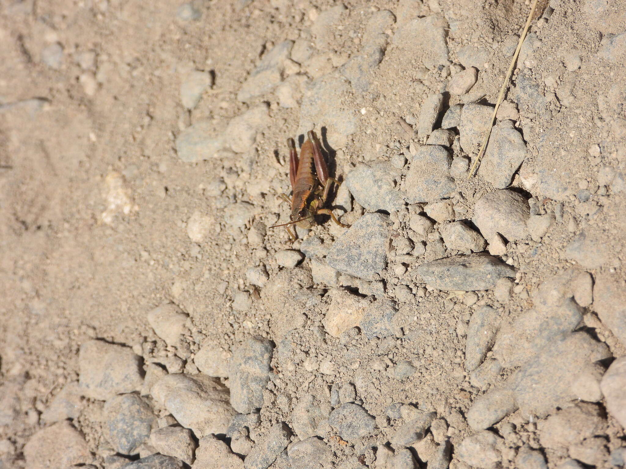 Image of Cascade Timberline Grasshopper