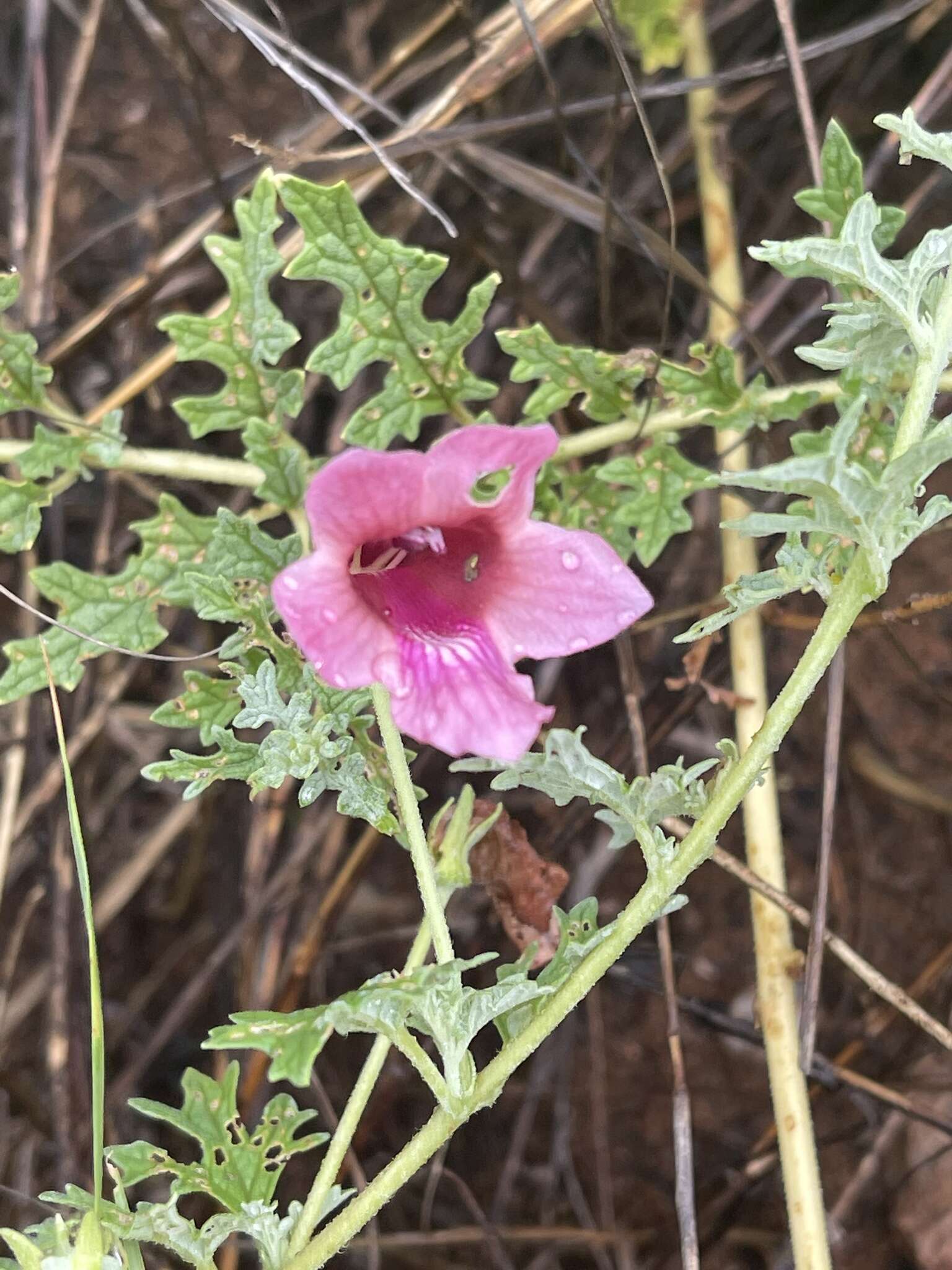 Plancia ëd Dicerocaryum senecioides (Klotzsch) Abels