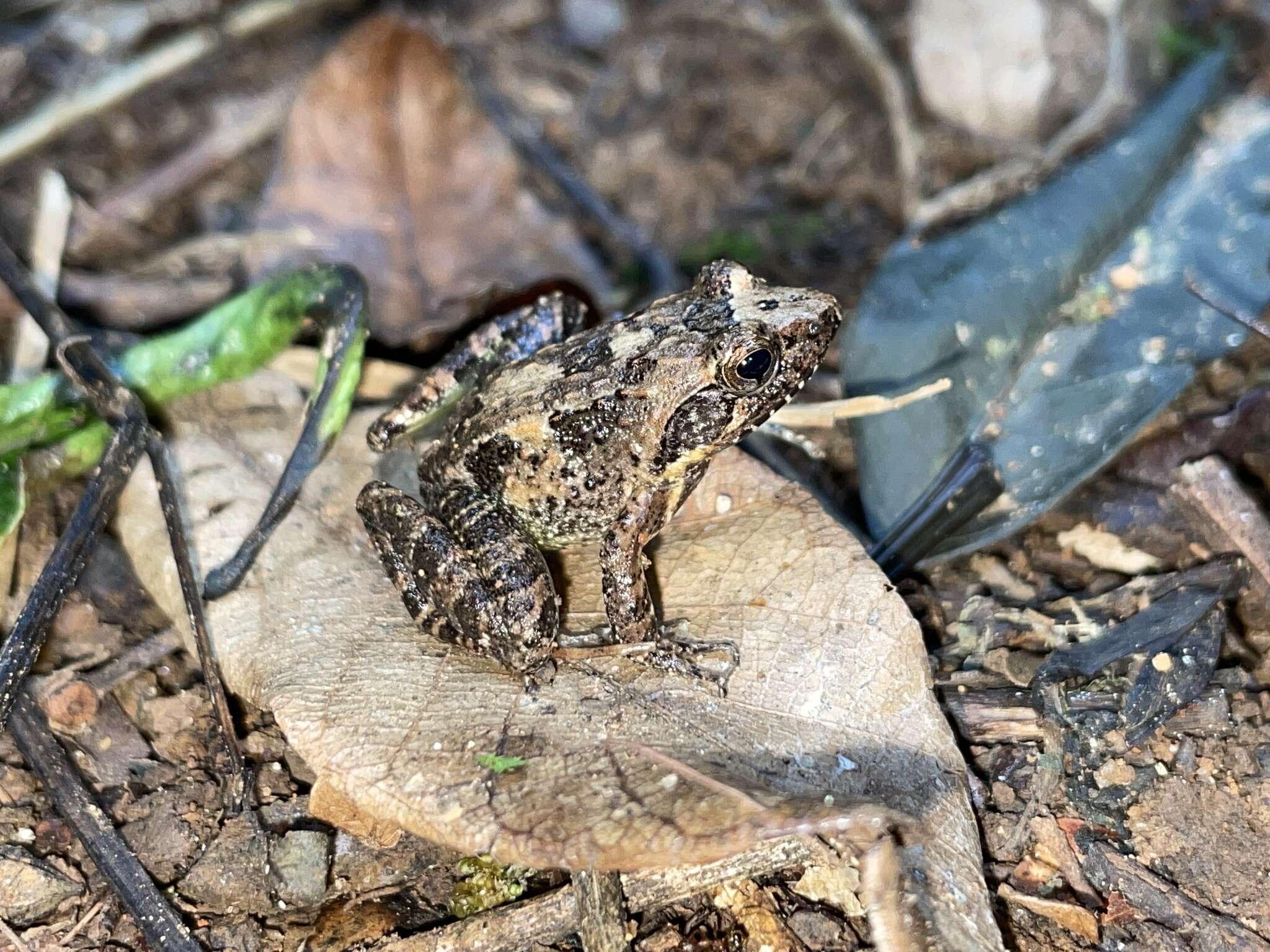 Image of Betsileo Madagascar Frog