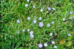 صورة Dianthus longicalyx Miq.