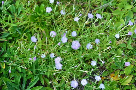 Слика од Dianthus longicalyx Miq.