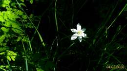 Imagem de Ornithogalum divergens Boreau