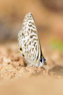 Image of <i>Leptotes <i>pirithous</i></i> pirithous