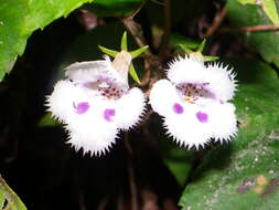 Image of Achimenes fimbriata Rose ex C. V. Morton