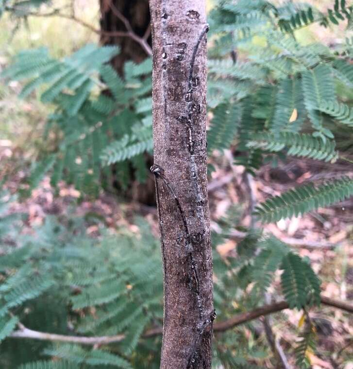 Sivun Acacia glaucocarpa Maiden & Blakely kuva