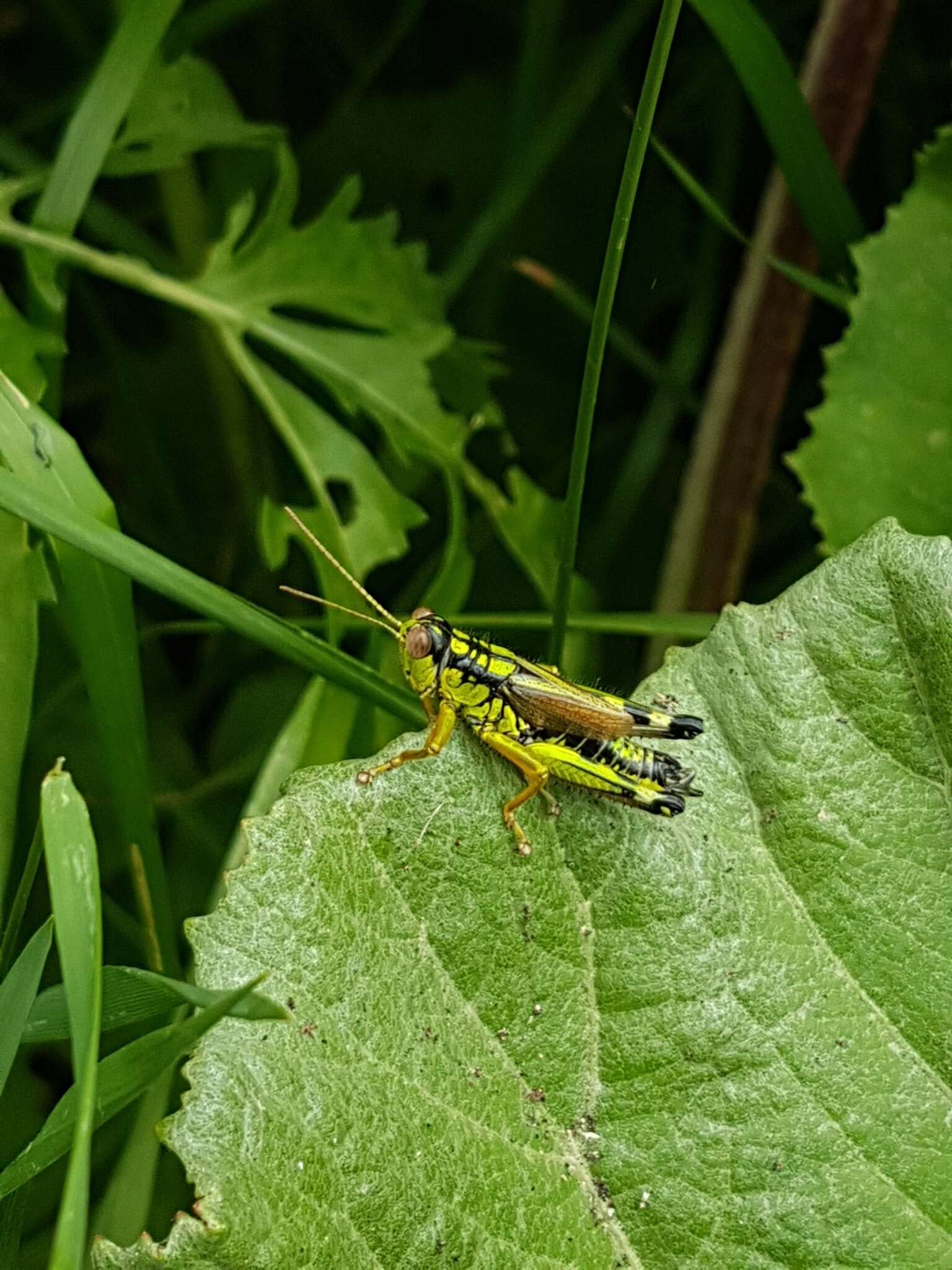 Image of Long-winged Mountain Grasshopper