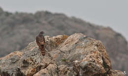 Image of Accipiter gentilis marginatus (Piller & Mitterpacher 1783)