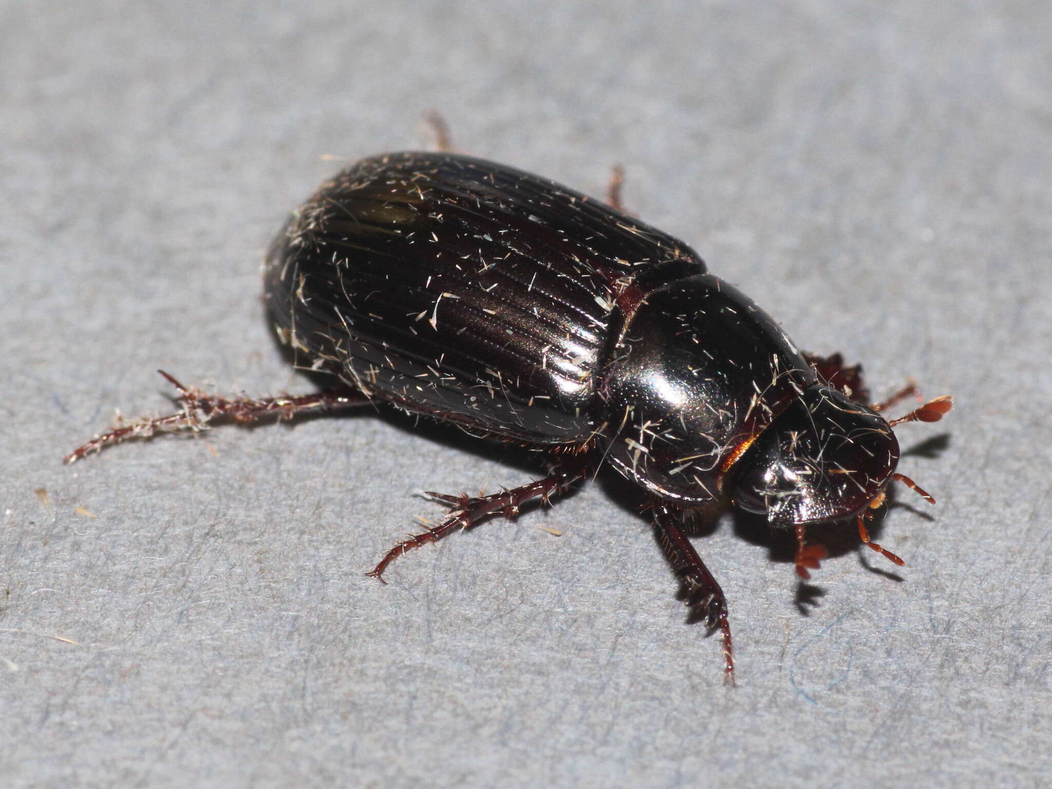 Image of Night-flying Dung Beetle