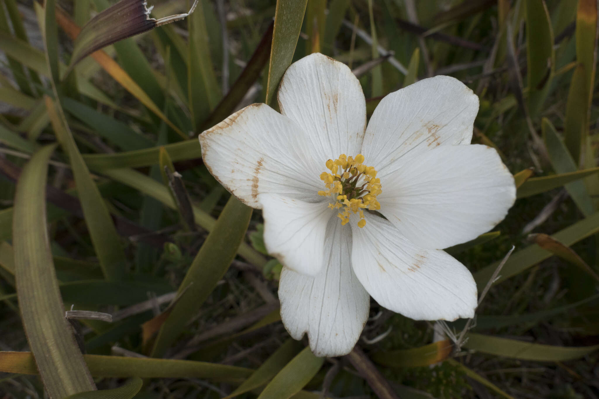 Слика од Knowltonia crassifolia (Hook.) Christenh. & Byng