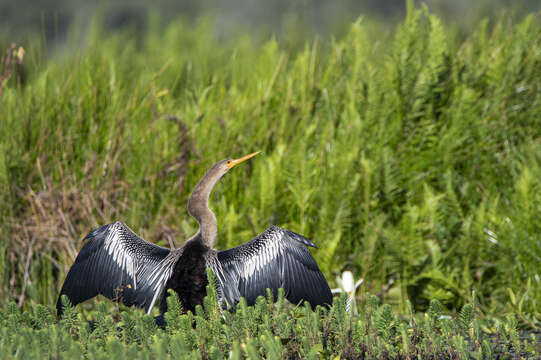 Sivun Anhinga anhinga anhinga (Linnaeus 1766) kuva