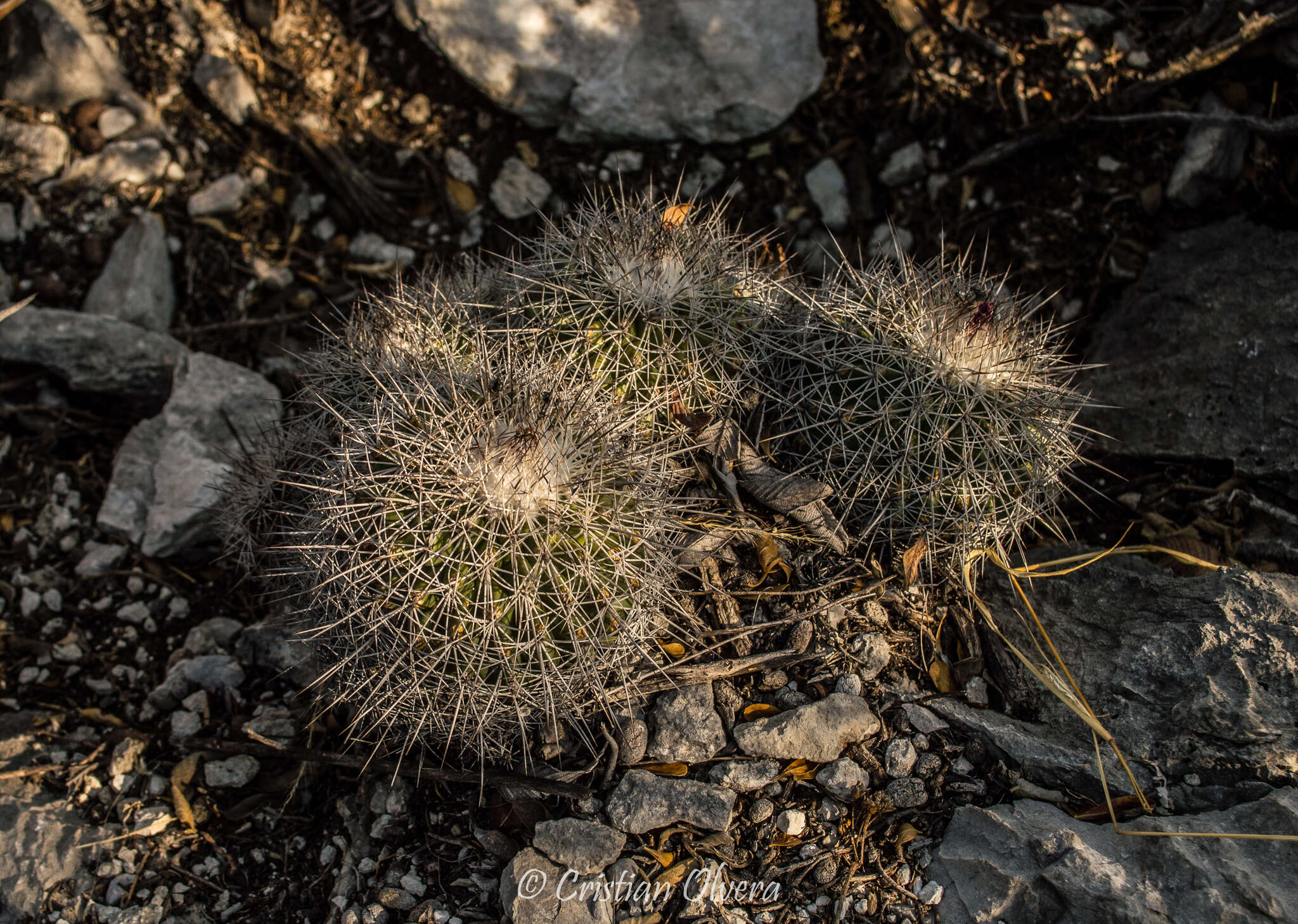 Plancia ëd Turbinicarpus horripilus (Lem.) V. John & Ríha