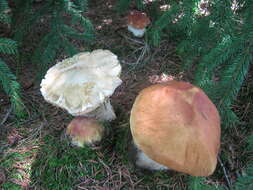 Image of Boletus chippewaensis A. H. Sm. & Thiers 1971