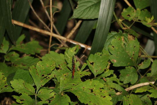 Image of Heliconius hecale zuleika