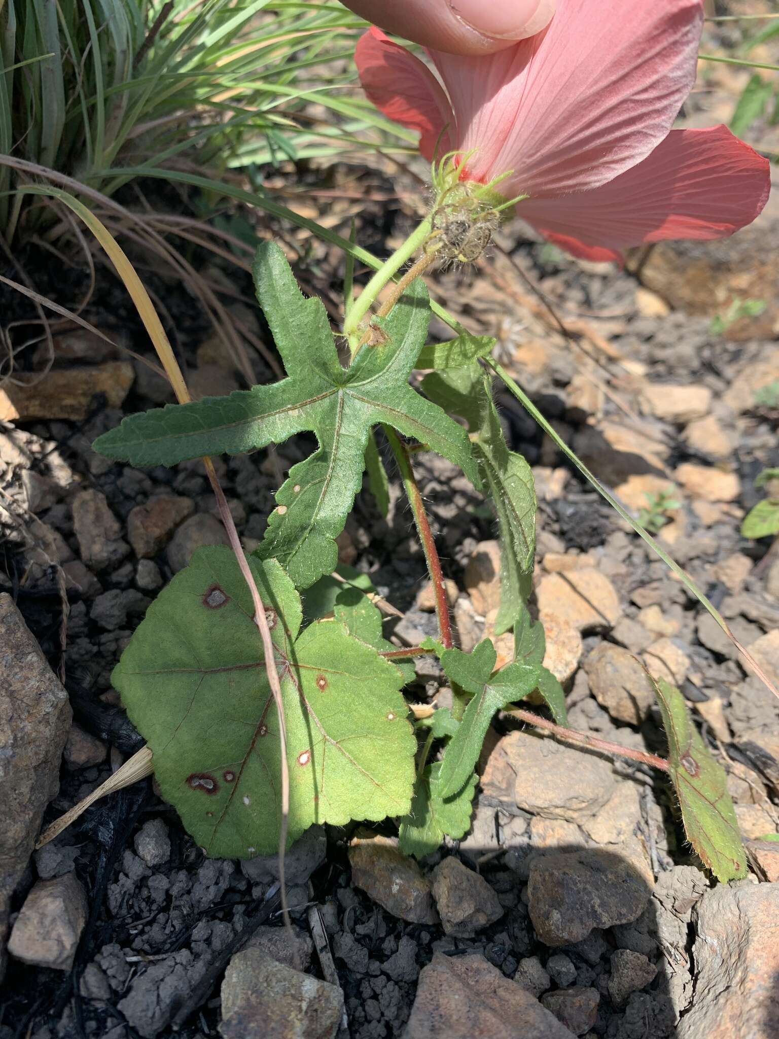 Image of Abelmoschus moschatus subsp. tuberosus (Spanoghe) Borssum Waalkes