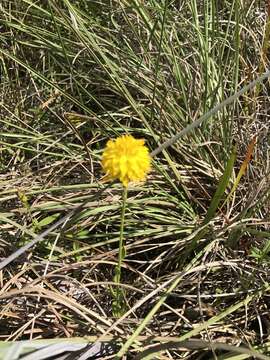 Image of Yellow batchelor's button