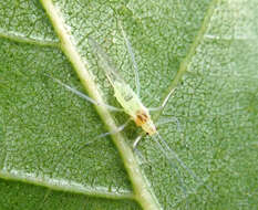 Image of Aphid