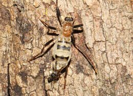 Image of Boreoides subulatus Hardy 1920